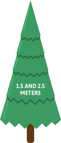 it takes six to 10 years to grow a christmas tree to harvest - How Long Does A Christmas Tree Take To Grow it takes six to 10 years to grow a christmas tree to harvest - How Long Does A Christmas Tree Take To Grow